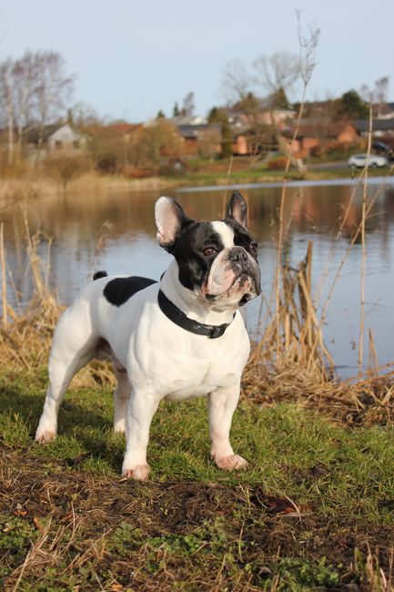 A black and white French Bulldog standing on a grassy bank beside a calm river, with dried reeds and tall grasses in the foreground. In the background, there are houses with red-tiled roofs and bare t