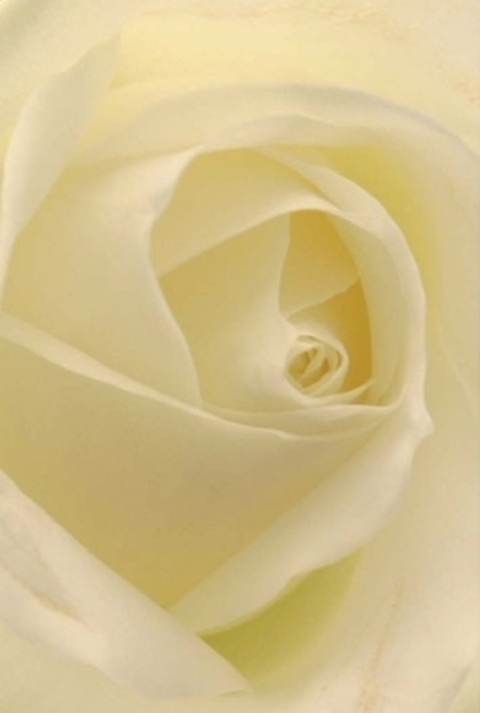 Viewed in exquisite detail, this white rose unfolds like a living sculpture-a perfect specimen crafted just a stone's throw from the bustle of Chiswick High Road. The interplay of softness and complexity in each petal echoes the harmony of Chiswick itself: subtle layers of cream and white blend seamlessly, absorbing the mellow light that filters through leafy parkland windows. The central spiral of the rose, nearly flawless in its geometry, symbolises purity and resilience-a fitting tribute for romantic gestures, heartfelt apologies, or a centrepiece at an elegant local wedding. Fleeting shadows play along the delicate edges, lending a quiet sophistication that speaks to both tradition and the skilled hands of the Chiswick florist who curated it. The barely-there fragrance carries hints of early spring in Duke's Meadows, clean and serene, adding to the flower's universal appeal. More than just a rose, this arrangement radiates sincerity and artistry, transforming the atmosphere of any space and perfectly attuned to milestone moments in the lives of Chiswick families.